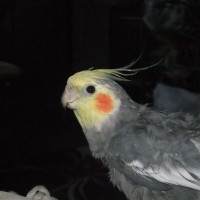 tilly