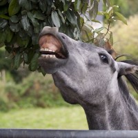 funny horse