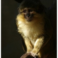 Talapoin