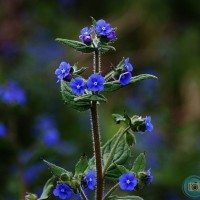 Green Alkanet