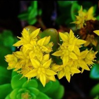 Biting Stonecrop