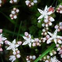 English Stonecrop