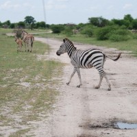 Zebra Crossing!