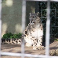 snow leopard