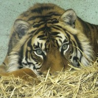 tregeseal tiger