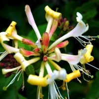 Honeysuckle