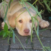 hiding