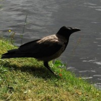 Hooded Crow