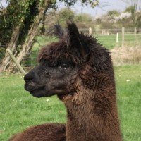 Stad alpaca