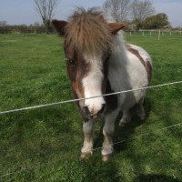 A short horse