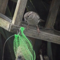 Hungry bird