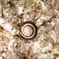snail trail