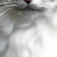 Lady