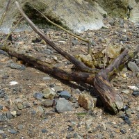 Driftwood 10