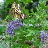 Creatures in the back yard