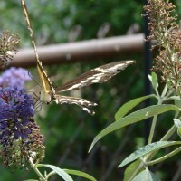 Creatures in the back yard