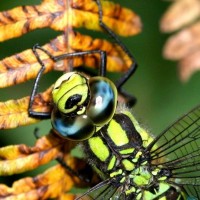 Hawker, Dragonfly