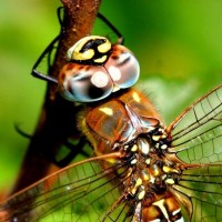 Dragonfly, Hawker