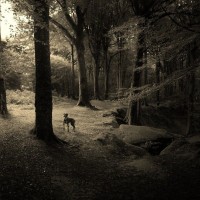 Ralph in the wood