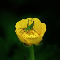 Oak Bush Cricket