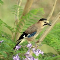 Jay