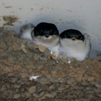 House Martins
