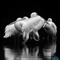 Great White Pelicans