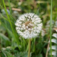 Dandelion