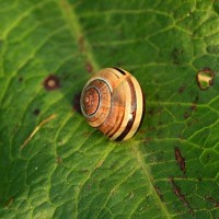 snail shell