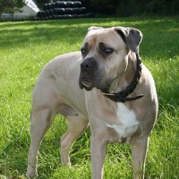 Roxy in fields