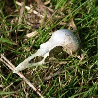 Crow skull