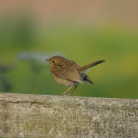 Young Robin