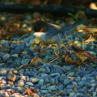 Sardinian Warbler