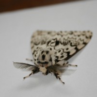 The Peppered Moth