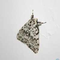 The Peppered Moth 2