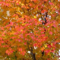 A magnificent autumnal uniform!