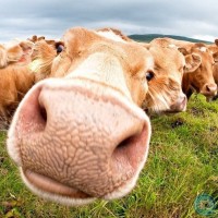 CURIOUS COWS IV