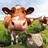 CURIOUS COWS II
