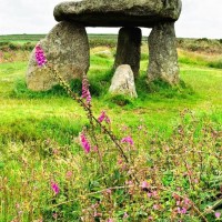 FOXGLOVES AT LANYON QUOIT