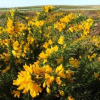 Little Bosullow, Carn Galva and Lanyon - 16th Oct, 2012