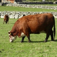 Little Bosullow, Carn Galva and Lanyon - 16th Oct, 2012