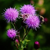 Creeping Thistle