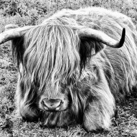 HIGHLANDER