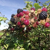 Good autumn food