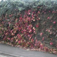 Autumn leaves