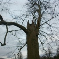 Devil tree in autumn