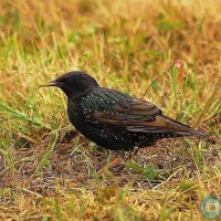 Starling