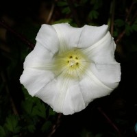 Hedge Bindweed