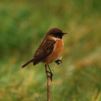 Another Stonechat