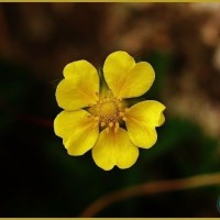 Creeping Cinquefoil